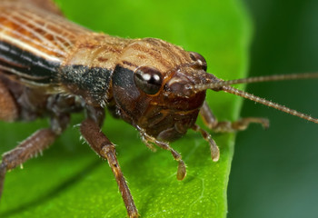 Macro Photo of Brown Grasshopper on Green Leaf