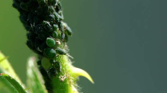 Aphids on the tree blackberry - (4K)