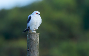 Black Shouldered Kite perched on a pole