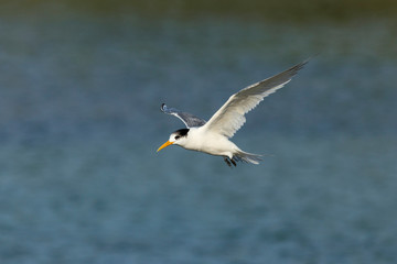 Crested Tern in flight