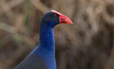 Purple Swamphen portrait with red beak