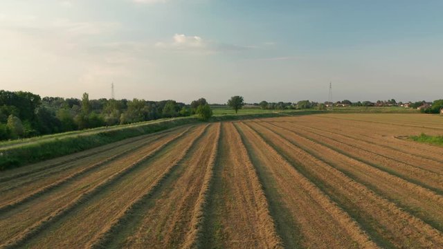 4K Aerial : Slow Cinematic overview on a symetric field of alfalfa in sunset