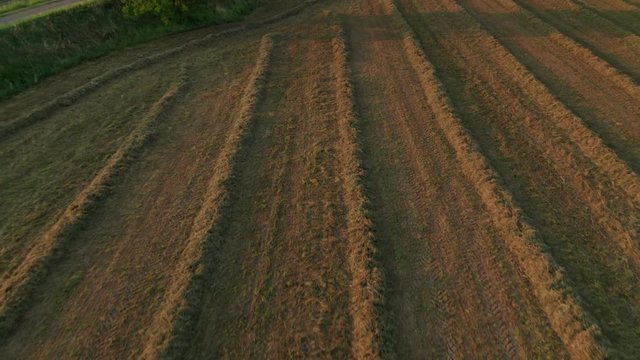 4K Aerial : Cinematic Revealing shot of a field of alfalfa in sunset flying low and backwards