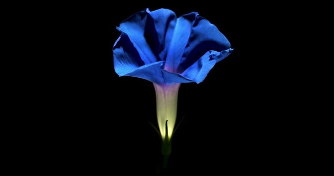 Blue morning glory timelapse.