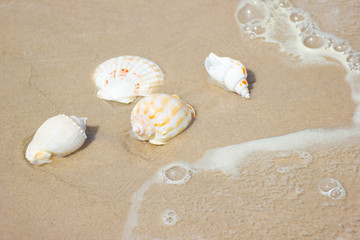 Beach summer with Shells on sandy beach with sand beach