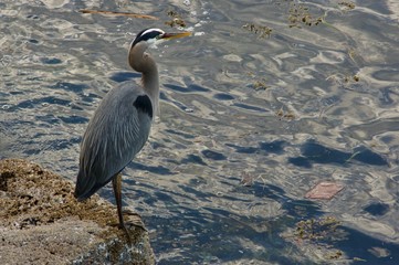 Grey Heron Looking for Fish