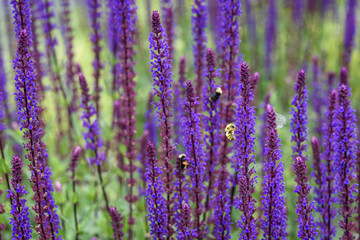 Fototapeta na wymiar Bumble bees pollinating blooming purple salvia, purple and green garden