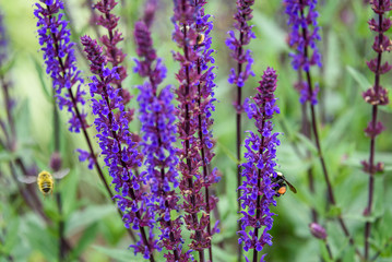 Bumble bee pollinating blooming purple salvia, purple and green garden