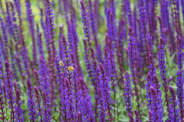 Fototapeta na wymiar Pair of bumble bees pollinating purple salvia in bloom, purple and green garden