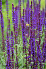 Fototapeta na wymiar Bumble bee flying around blooming purple salvia, purple and green garden