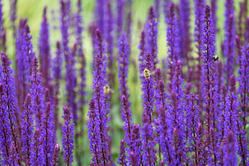 Bumble bees pollinating blooming purple salvia, purple and green garden