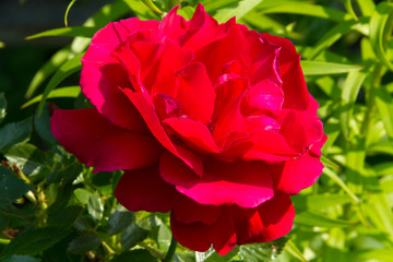 Beautiful red roses in a sunny summer garden