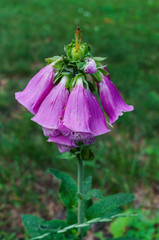 Beautiful pink foxglove flower in the garden. © lizaveta25