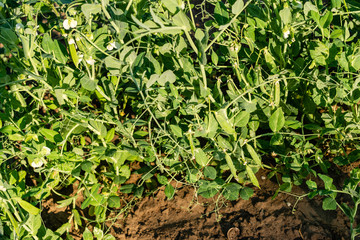 The pods of the green peas in the garden
