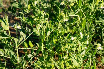The pods of the green peas in the garden