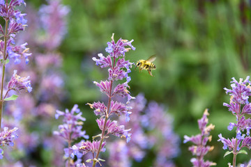 Honey bee pollinating blooming purple catmint, purple and green garden