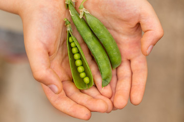 Boy holding fresh green pea pods in hands outdoors. Healthy food concept. Handful of green peas