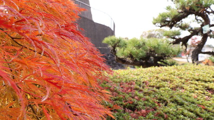  red leaves with bonsai in autumn in Japan