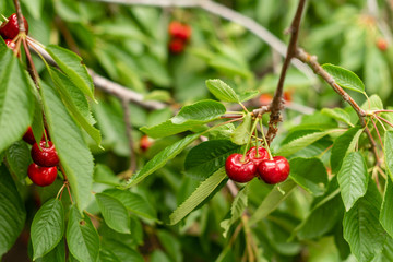 Obraz premium Cherry tree in the sunny garden. Delicious juicy cherries hanging in the tree