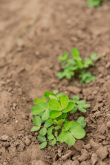 Peanuts field agriculture in the peanut farm green plant seedlings growing on soil ground