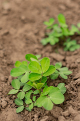 Peanuts field agriculture in the peanut farm green plant seedlings growing on soil ground