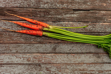 Young carrots growing in ecological garden. Beautiful green garden plants.