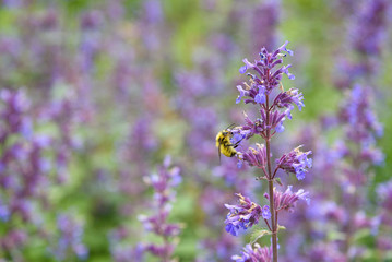 Bumble bee pollinating blooming purple catmint, purple and green garden