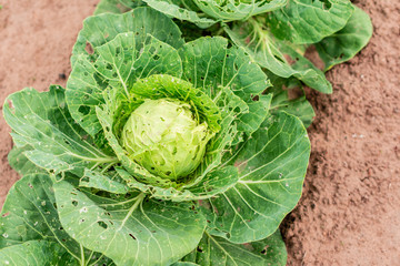 Obraz premium The cabbage leaves damaged by garden caterpillars pests. Environmentally friendly product