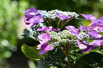 紫陽花の花