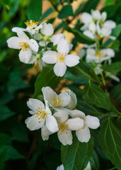 Jasmine bush sprinkled with white flowers in the garden .