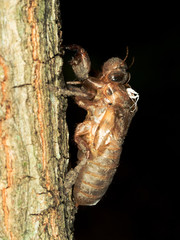 old cicada stain on tree with black background