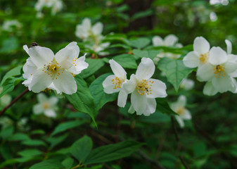 Jasmine bush sprinkled with white flowers in the garden .