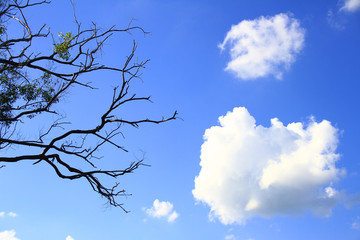 Blue sky with dried branches and trunk of trees are verry beautiful natural background.