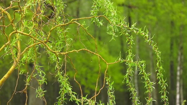 willow branch after the rain. Raindrops on willow leaves. Young green leaves of the willow after the rain