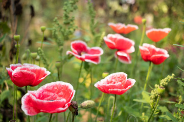 Red poppy flowers grow in modern greenhouse under artificial grow light. blurred background, Flowers background and green garden  P