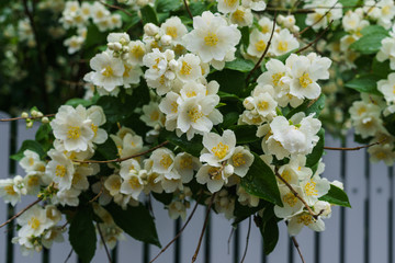 Jasmine bush sprinkled with white flowers in the garden after the rain.