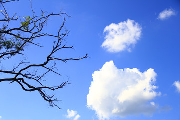 Blue sky with dried branches and trunk of trees are verry beautiful natural background.