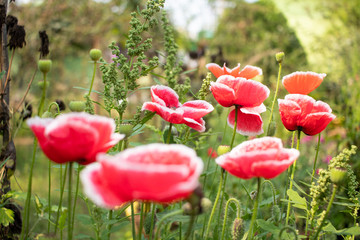 Obraz premium Red poppy flowers grow in modern greenhouse under artificial grow light. blurred background, Flowers background and green garden P