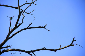 Dried branches and trunk of trees with blue sky are verry beautiful natural background.