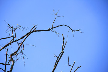 Dried branches and trunk of trees with blue sky are verry beautiful natural background.
