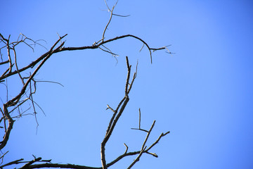 Dried branches and trunk of trees with blue sky are verry beautiful natural background.