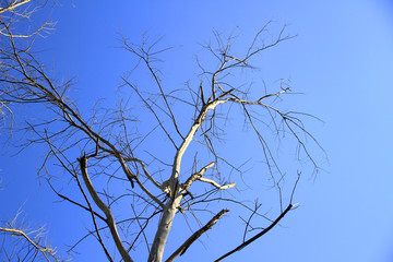 Dried branches and trunk of trees with blue sky are verry beautiful natural background.