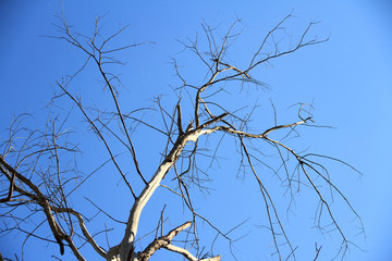 Dried branches and trunk of trees with blue sky are verry beautiful natural background.