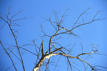 Obraz premium Dried branches and trunk of trees with blue sky are verry beautiful natural background.