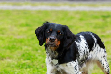 Dog breed Breton Epanol
