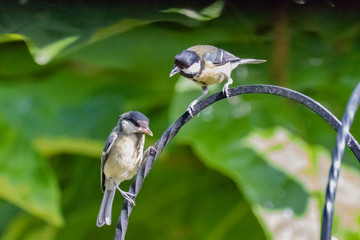Fototapeta premium bird on feeder