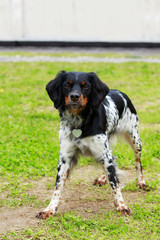 Dog breed Breton Epanol