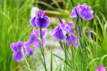 カラフルな花菖蒲の花が咲く