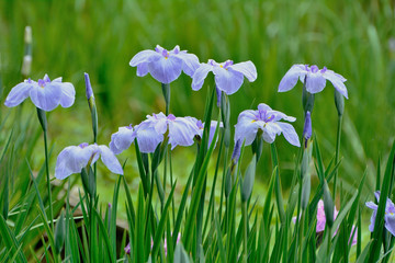 カラフルな花菖蒲の花が咲く