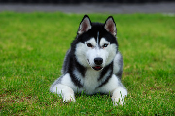 Dog breed Siberian husky